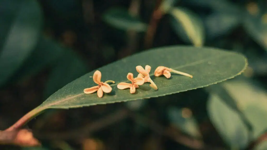 哪一種桂花最香？