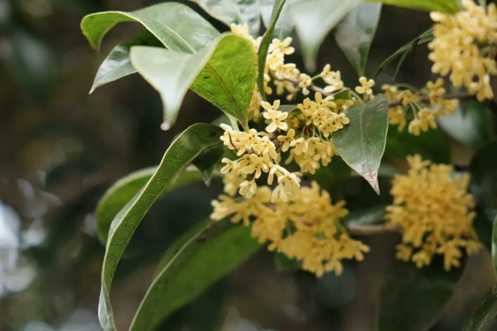 桂花香味形容與功效