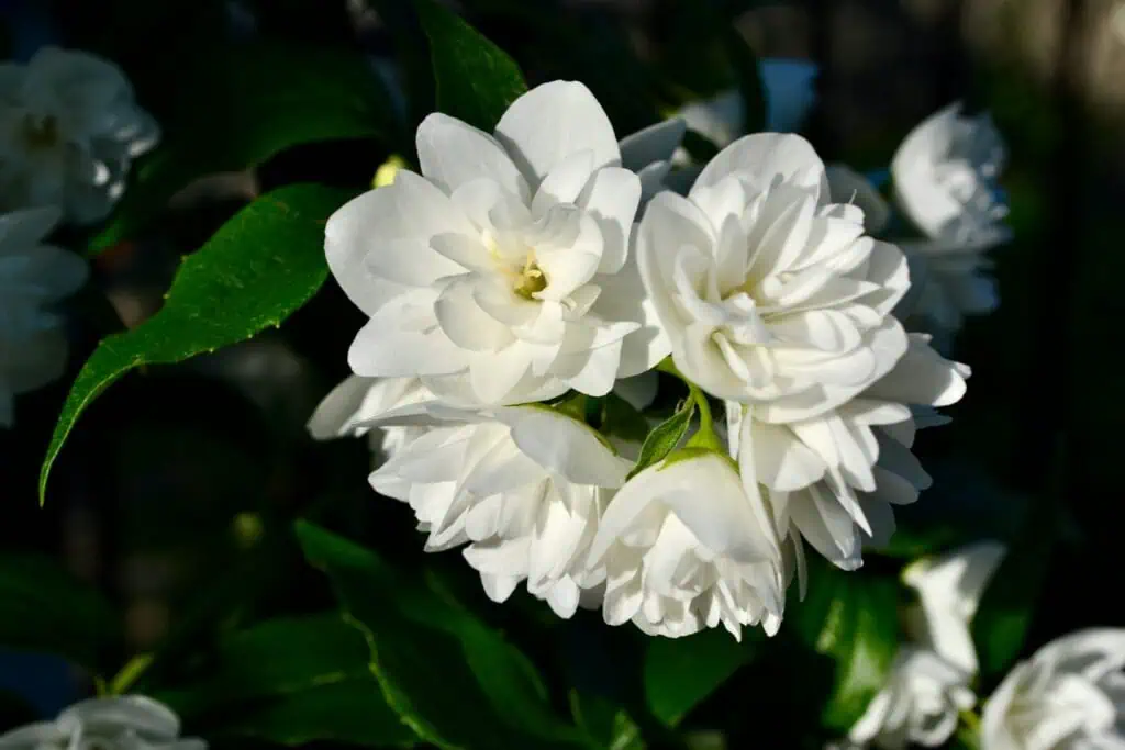 茉莉花功效有哪些？香氛使用的 4 大好處